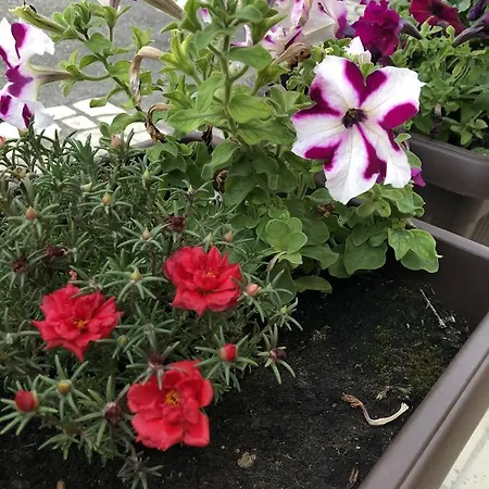 Vukovic Guest house Podgorica